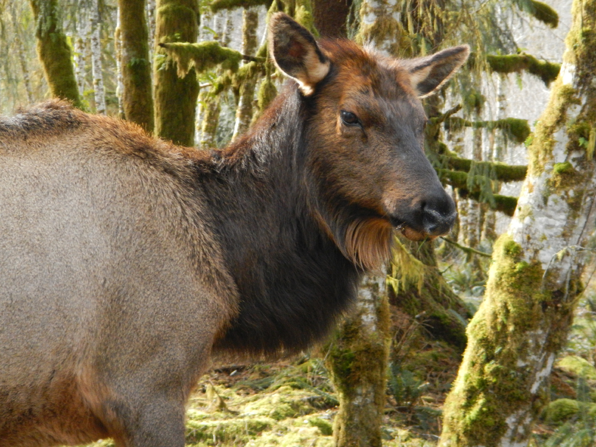 Head and shoulder shot of a female Roosevelt Elk with a glossy brown neck and lighter brown face and body stands with mossy trees in the background 