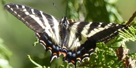 A Pale Swallowtail butterly (Papilio eurymedon) has landed on a western red cedar tree branch with its wings spread out showing its beautiful yellow and black pattern with small decorations of red and blue