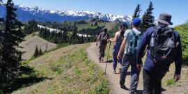 Four people hiking on a small trail in the subalpine towards Hurricane Ridge and the snowclad Olympic mountains