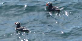 Two Tufted Puffins swimming in the Pacific Ocean off the Cape Flattery viewing platform that overlooks Tatoosh Island where the puffins nest
