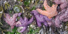 A rock wall of common sea stars, seaweed, giant green anemone and more seen during a lowtide on the Pacific Coast of Olympic National Park