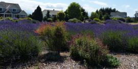 Lavender plants used as landscaping along Marine Drive in Sequim/Dungeness area