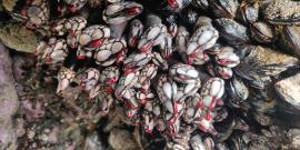 A group of Goose Barnacles growing amid similarly sized California Mussels on a rocky outcropping