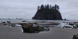 An Olympic National Park Beach at low tide with a tree covered island in the distance
