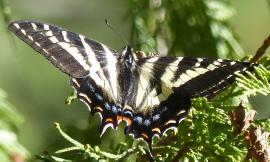 A Pale Swallowtail butterly (Papilio eurymedon) has landed on a western red cedar tree branch with its wings spread out showing its beautiful yellow and black pattern with small decorations of red and blue