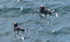 Two Tufted Puffins swimming in the Pacific Ocean off the Cape Flattery viewing platform that overlooks Tatoosh Island where the puffins nest