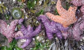 A rock wall of common sea stars, seaweed, giant green anemone and more seen during a lowtide on the Pacific Coast of Olympic National Park