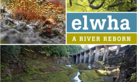 Book cover of Elwha: A River Reborn by Lynda Mapes
