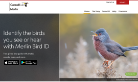 The Merlin Bird ID website, for an app that lets someone identify the birds you see or hear with Merlin Bird ID