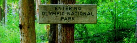 A sign attached to a tree reads, "entering Olympic Naitonal Park"