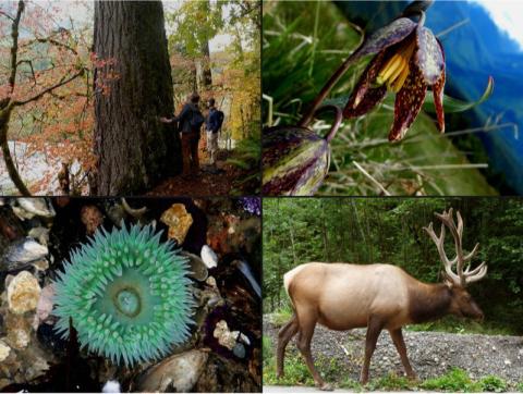 Four images.  Top left a hiker looking up Large Douglas Fir Tree.  Top right chocolate lily.  Bottom left giant green anemone in a tidepool. Bottom Right Bull Roosevelt Elk with large antlers