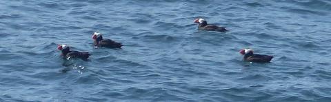 Four Tufted Puffins Swimming closely together during the summer viewed from Cape Flattery with large bright orange bills and yellow plumes on their clownish white face and black bodies