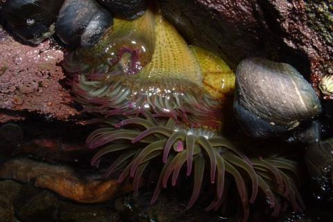 Close up of an aggregating anemone with pink tentacle tips, black turban snails, and encrusting coraline algae (seaweed)