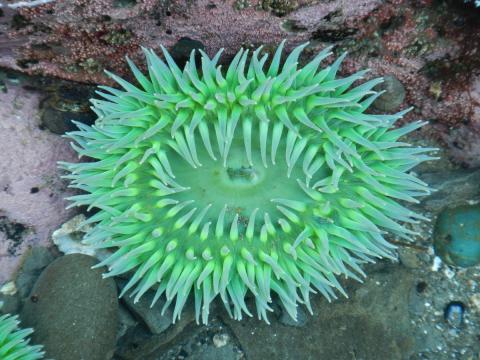 A Giant Green Anemone is viwed from above and looks like an open flower againt a background of pink coraline alge