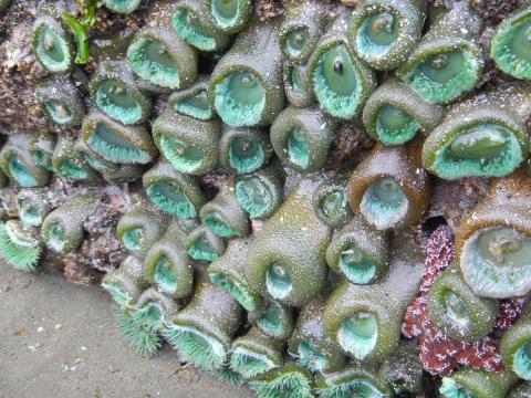 A group of Giant Green Anemones are shown out of water and partially closed on a vertical rock face