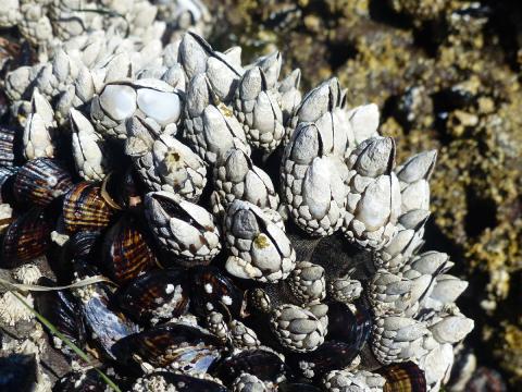 Black and white Goose Barnacles and reddish brown California Mussels cover this section of rock