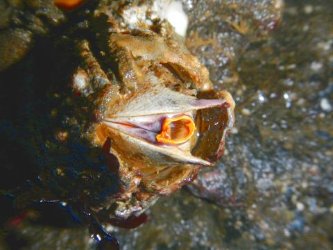 The Giant Acorn Barnacle has orange tissue near the beak-like central plate and is one of the largest barnacles in the world