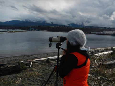 A birder looks through a spotting scope at birds in the Port Angeles harbor on Ediz Hook with the mountains clouded over in the background