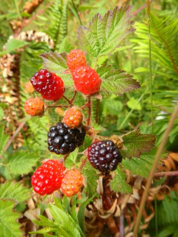 Closeup of the berries on a native trailing blackberry vine which at varying states of ripeness from small and white to large and black