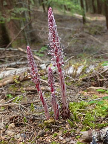 The saprophyte plant pictured is called a candystick because it is striped like a peppermint candycane at the base in white and pink and then has a flower-like look as it matures