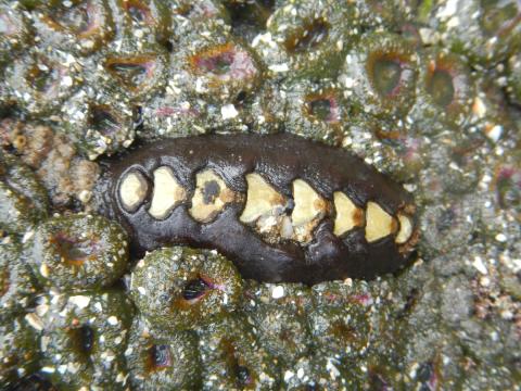 On a rock out of water, a Black Katy Chiton is nestled in the middle of a colony of aggregating anemones