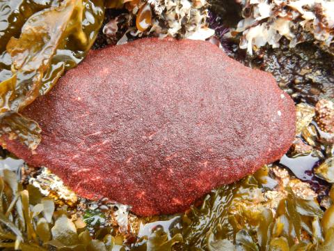 The Gumboot Chiton looks like a red rock, is the largest chiton in the world, the valves (shells) are internal, and the red color comes from feeding on red algae (seaweed)