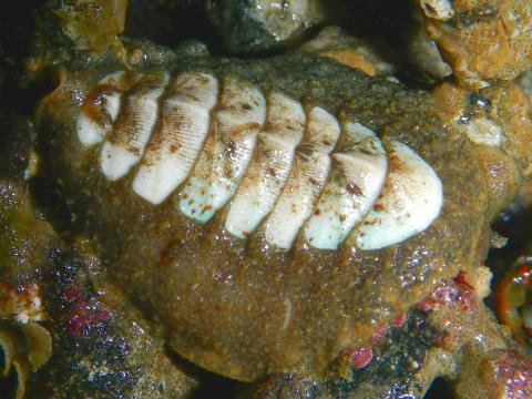 This Chiton is likely a Mopalia sp. and has a white valve (shell) that is notched and brown patterned girdle