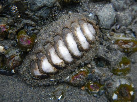 This mossy chiton has gray valves (shells) and the girdle has stiff hairs