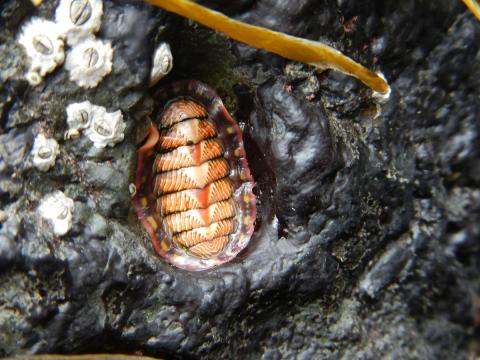A brightly colored Lined Chiton grazes a rock at low tide and is pictured with small barnacles