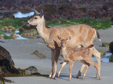 A female deer and her fawn explore the beach during low tide in Olympic National Park