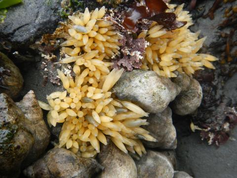 Three large yellow egg masses of Nucella sp. (Snails) are pictured and below the eggs are at least 10 snails as well as a variety of seaweed species