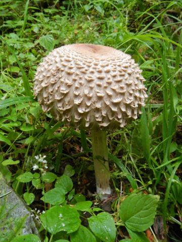A white classic-looking mushroom at a mature stage is growing from the soil and has a large domed cap with scales and a darker brown center 