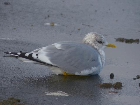 A short-billed gull, formerly mew, rests on the beach near the shoreline