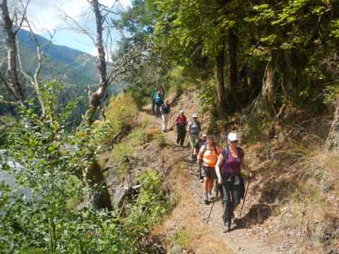 A group of hikers many of whom have hiking poles descend on a trail towards the Elwha River in Olympic National Park