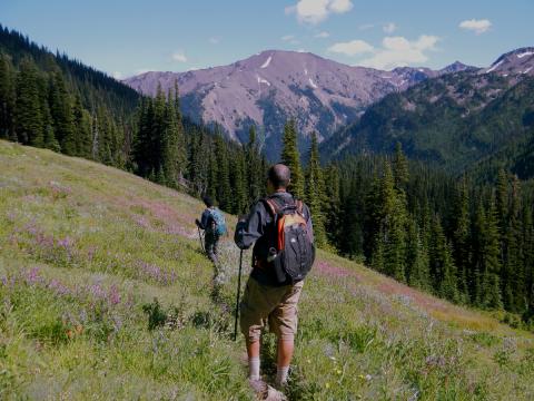 Two hikers transversing a subalpine meadow bordered by Subalpine Fir with wildflowers in Olympic National Park.
