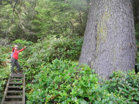 An Experience Olympic tour participant takes a moment give two thumbs up on a coastal hike bluff ladder next to a giant Sitka Spruce