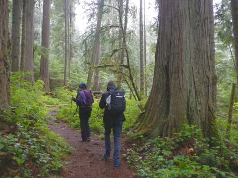 Two people hiking in an ancient forest including a giant Western Red Cedar and a carpet of Salal in Olympic National Park
