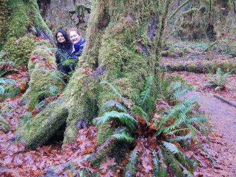 Two hikers peek out from behind a mossy Big-Leaf Maple among a grove of maples with large leaves littered around among sword ferns