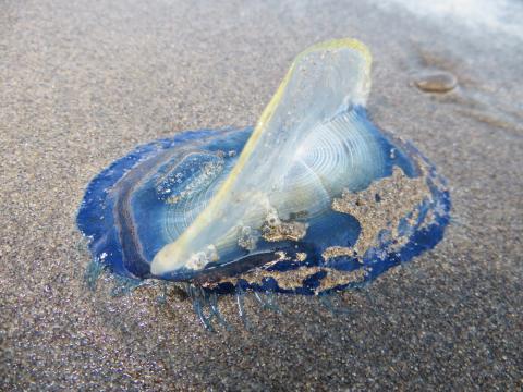 By-the-Wind Sailor or Purple Sail Jellyfish has a white sail and purple float and is pictured stranded on the beach