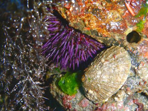 Rough Keyhole Limpet next to a Purple Urchin on rock next to a variety of brown, green, and red seaweeds