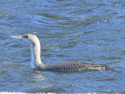 A red-throated loon in basic plumage has an upturned narrow bill, finely speckled back, and a light gray neck