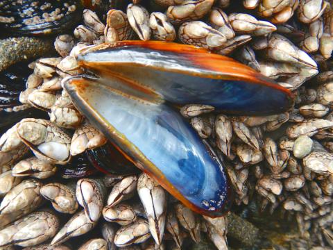 A California Mussel shell that is still attached lies open revealing the blue interior and lies on a bed of Goose Barnacles