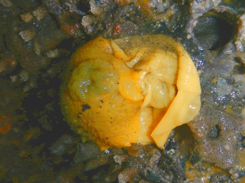 A Monterey Sea Lemon is pictured on the left with an obvious circular gills and an egg case is on the right of the sea slug