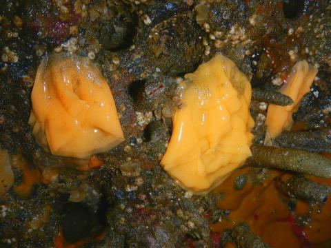 Three yellow sea slug egg cases that are presumably Sea Lemons are shown attached to rock