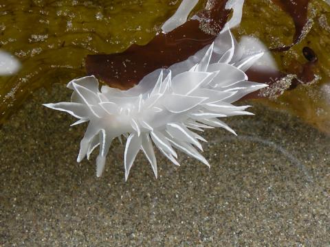 The Frosted Nudibranch is a white sea slug that has has delicate white cerata that project off its back like leaves