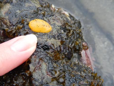 A person points to a small Monterey Sea Lemon and the size is actually smaller than the fingernail pictured 