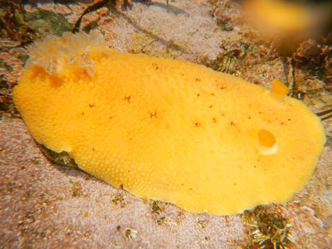 The Noble Sea Lemon has small black speckles between the tubercles and is pictured underwater for a good view of the rhinophores and gills
