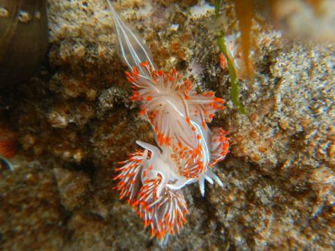 Opalescent Nudibranchs interacting in a tidepool, most likely they are fighting as they are known to be aggressive