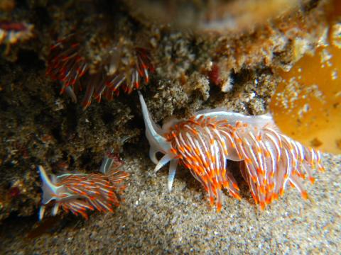 Two Opalescent Nudibranches of varying size move in a tidepool underwater