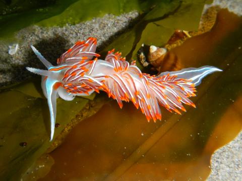 The Opalescent Nudibranch is like a small dragon with its blue outline and orange-tipped cerata